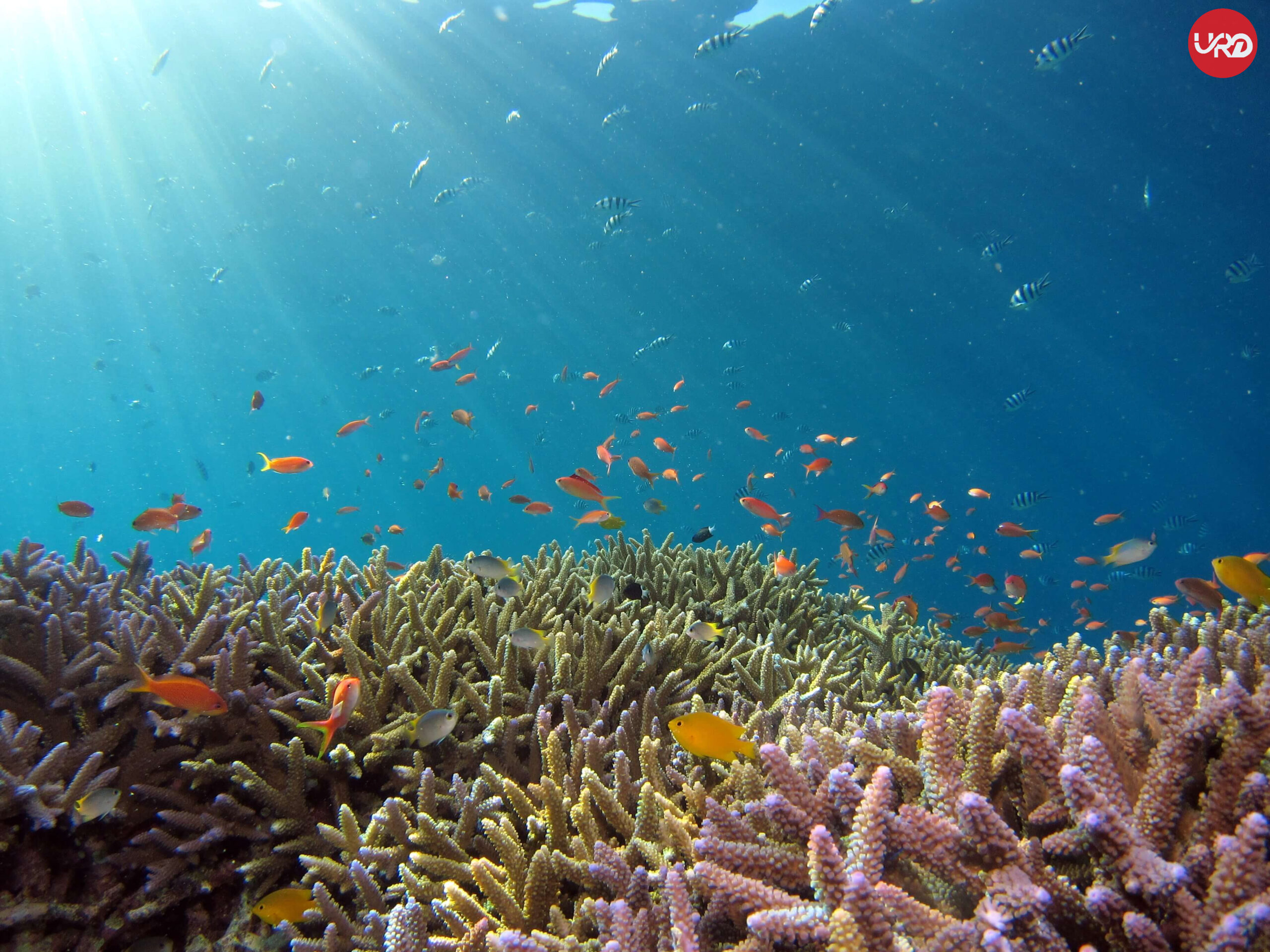 An Epic Andaman Adventure with Portblair , bharathag , havelock and neil island the Perfect Andaman Tour Package