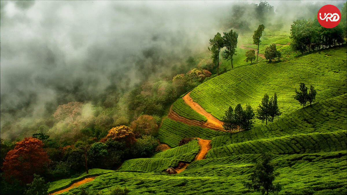 "Unlock  kerala Wonders: Munnar ,Thekkady , Alleppey ,Kochi kerala Tour Package    "