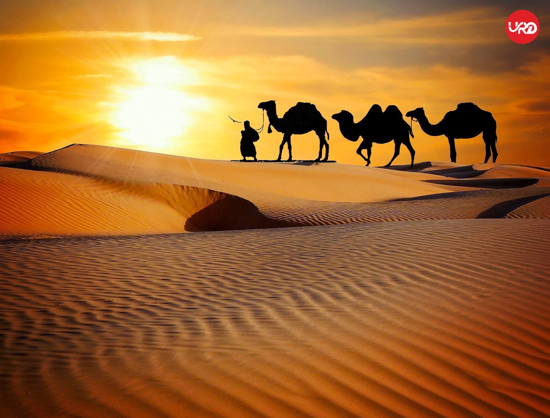 Heritage Havens: Jaipur & Pushkar Escape in the Heart of Rajasthan Tour Package