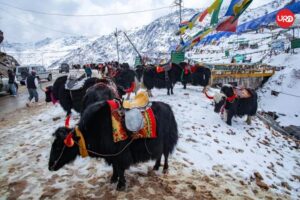 Eastern Himalayan Delight: Gangtok, Lachen, Lachung, Pelling, Darjeeling Experience North East Tour Package