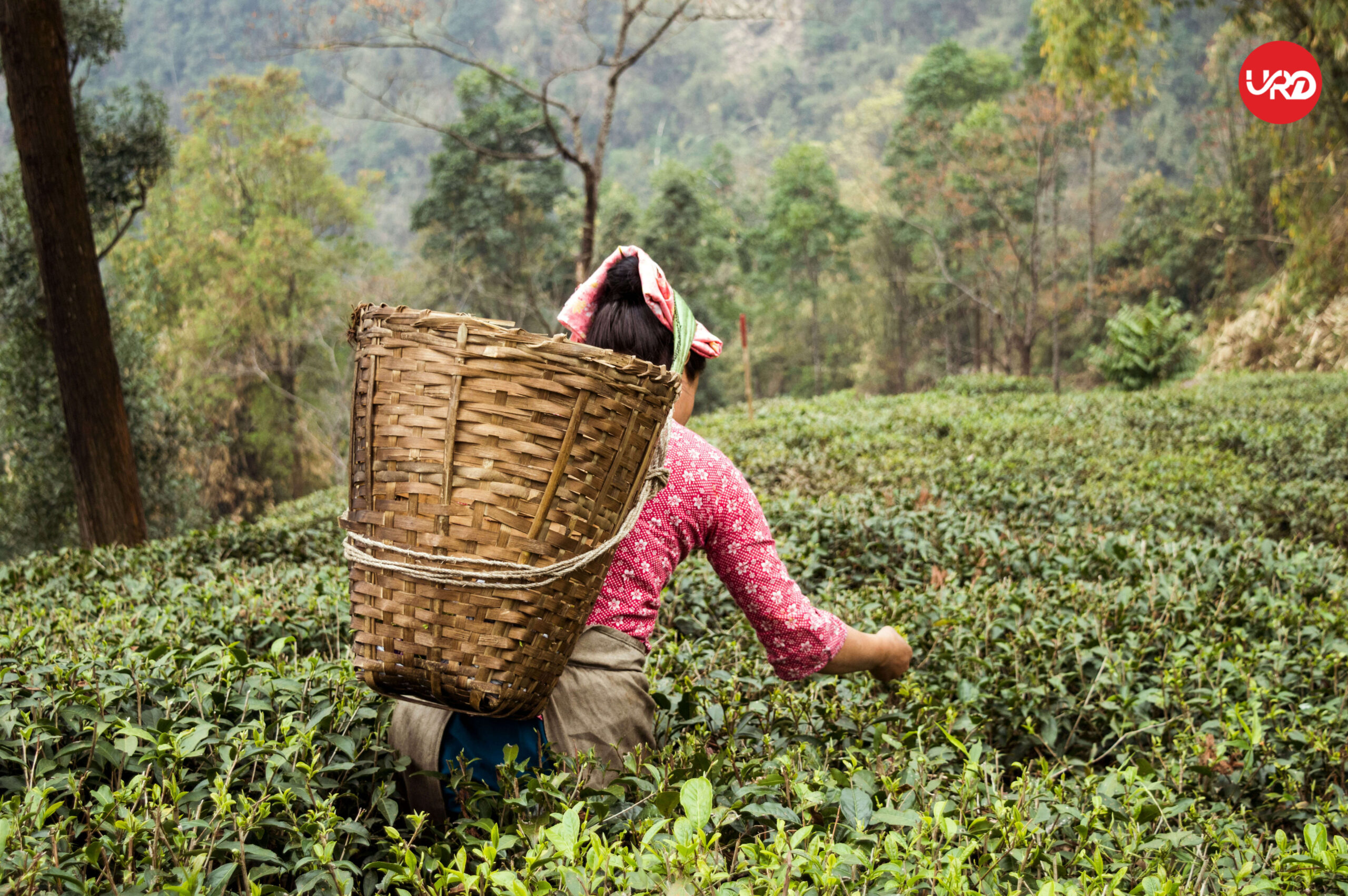 Discovering Eastern Gems: Gangtok, Lachen, Lachung, Pelling North East Tour Package