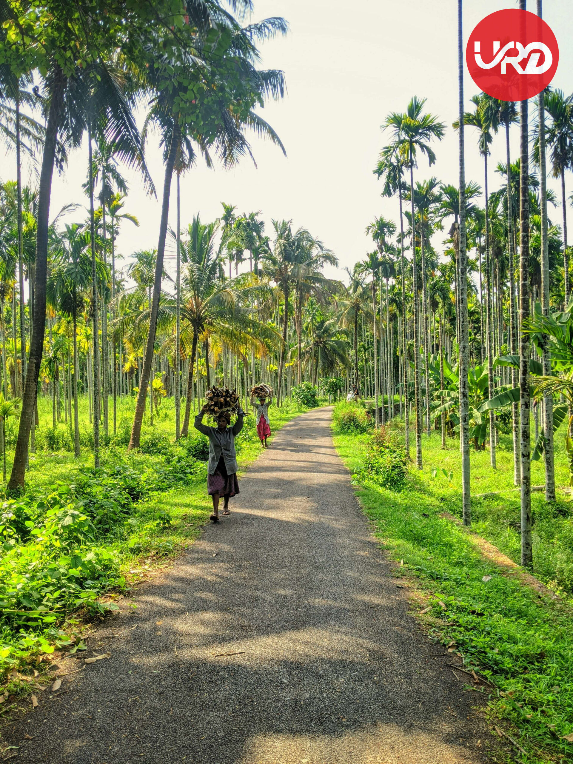 Munnar Marvel: Unveiling the Ultimate Kerala Tour Package