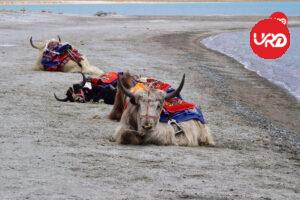 Adventures in Ladakh: Leh, Nubra Valley via Shyok Village Ladakh Tour Package