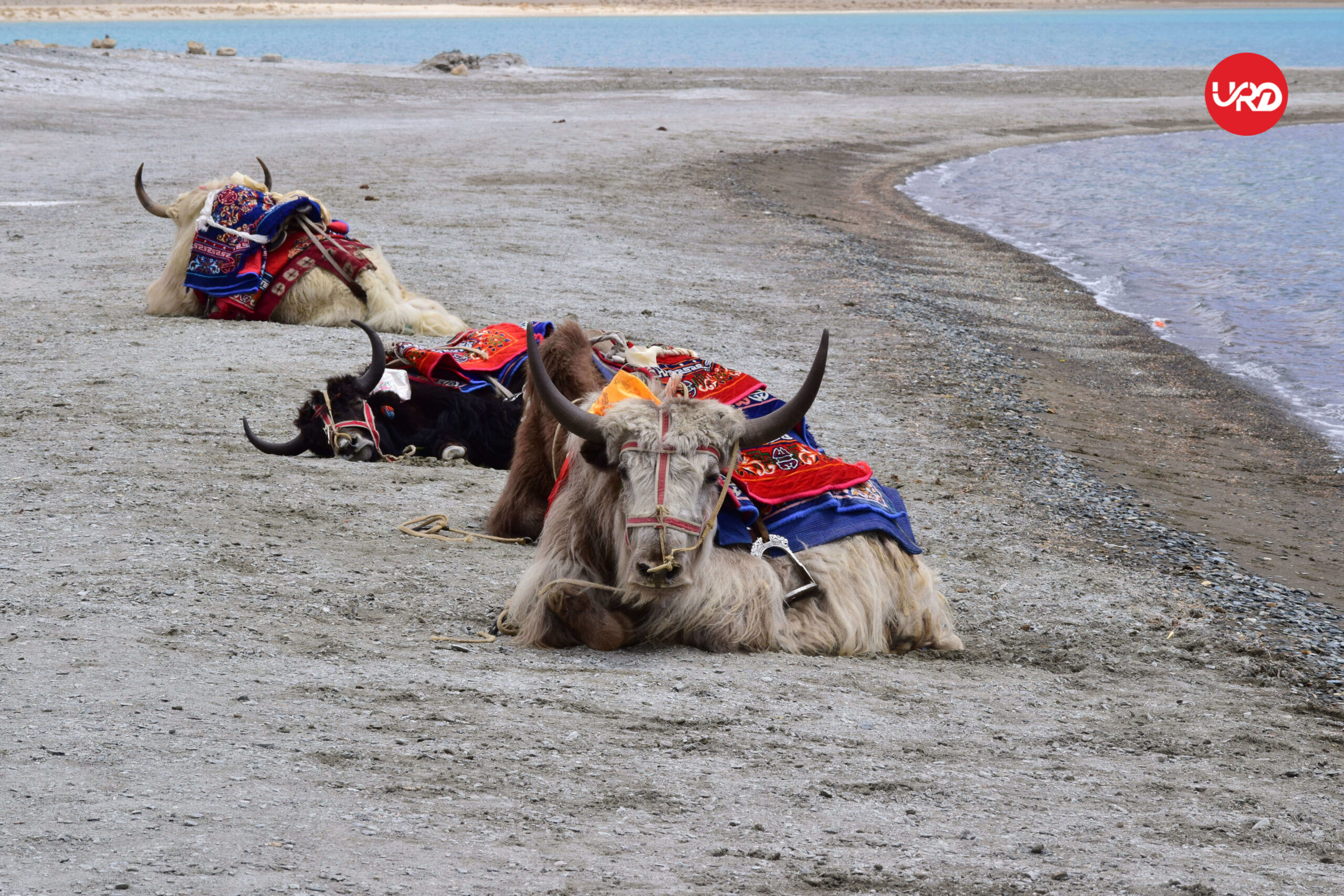 Adventures in Ladakh: Leh, Nubra Valley via Shyok Village Ladakh Tour Package
