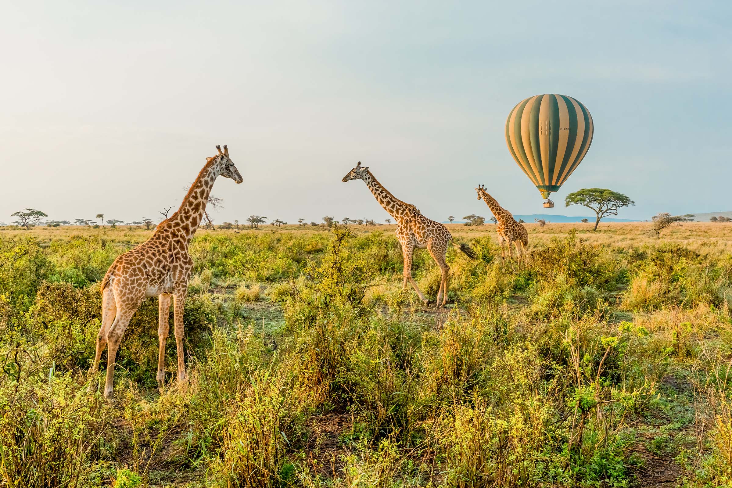 "Tanzania Express Safari – 6 Days of Pure African Adventure"