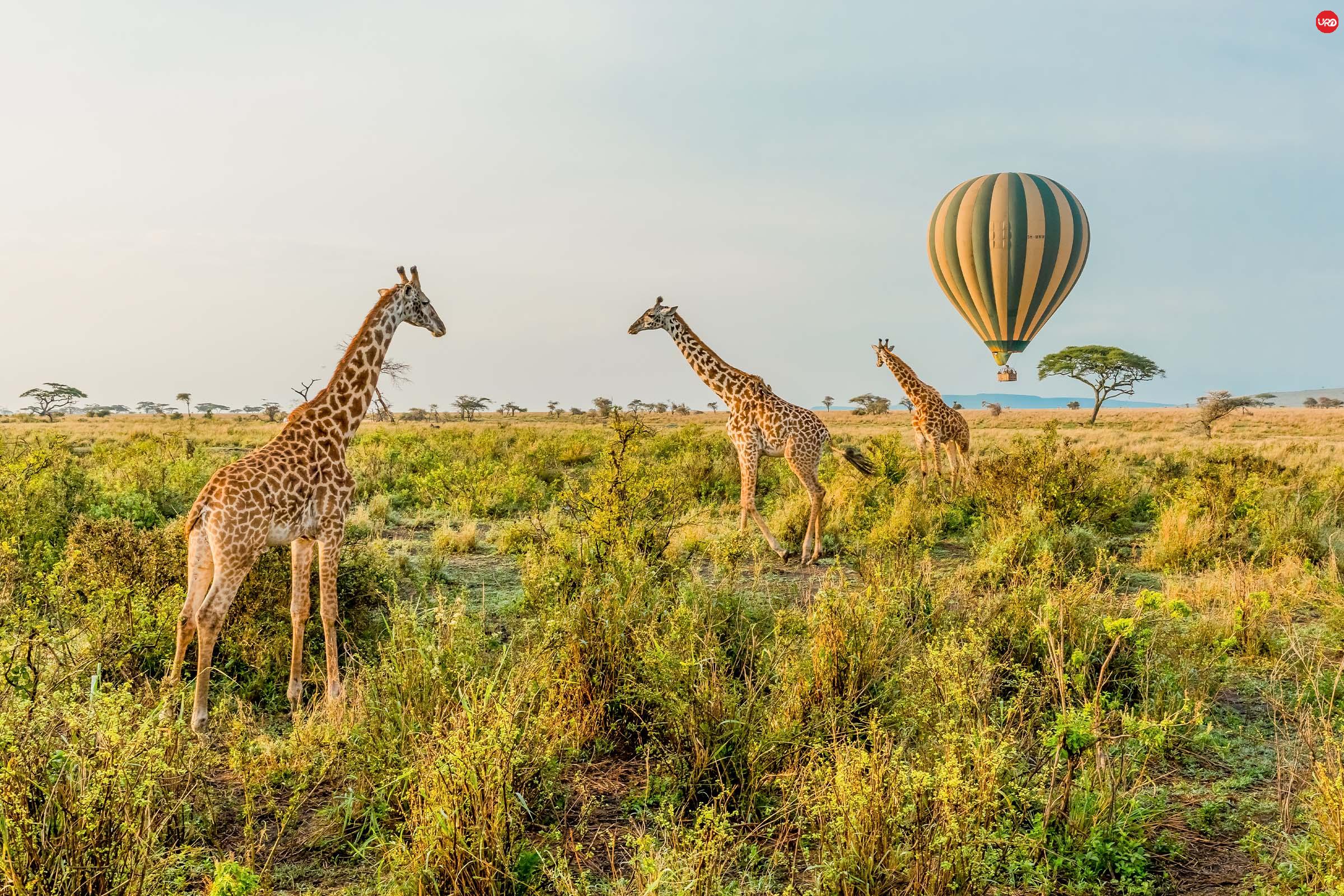 "Tanzania Express Safari – 6 Days of Pure African Adventure"