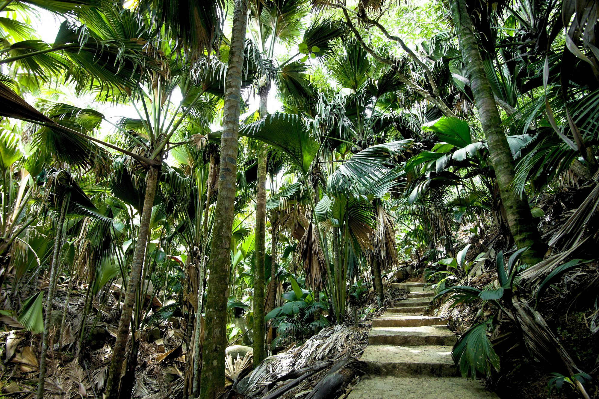 Ultimate Seychelles Explorer – 7-Day Island Circuit