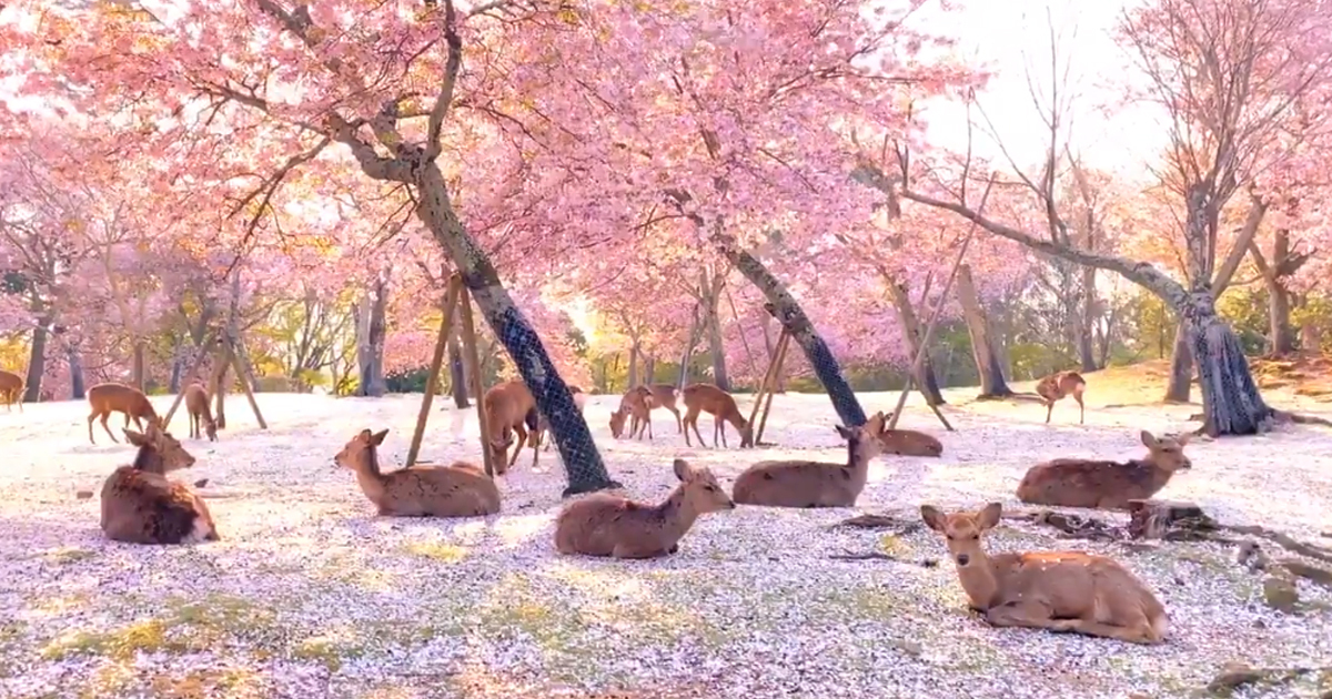 "11 Days in Japan – A Journey Through Time & Tradition"